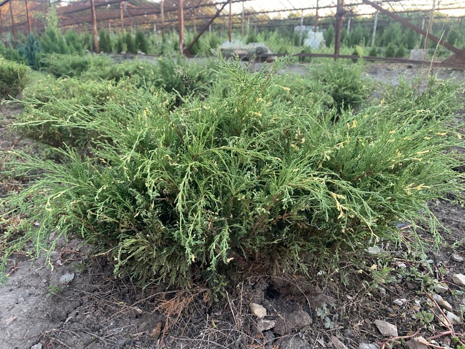 Саджанці : туя , самшит, ялівець, бересклет , Кипарисовик