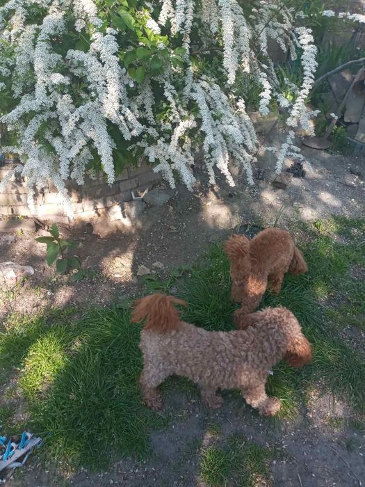 Той пудель в'язка