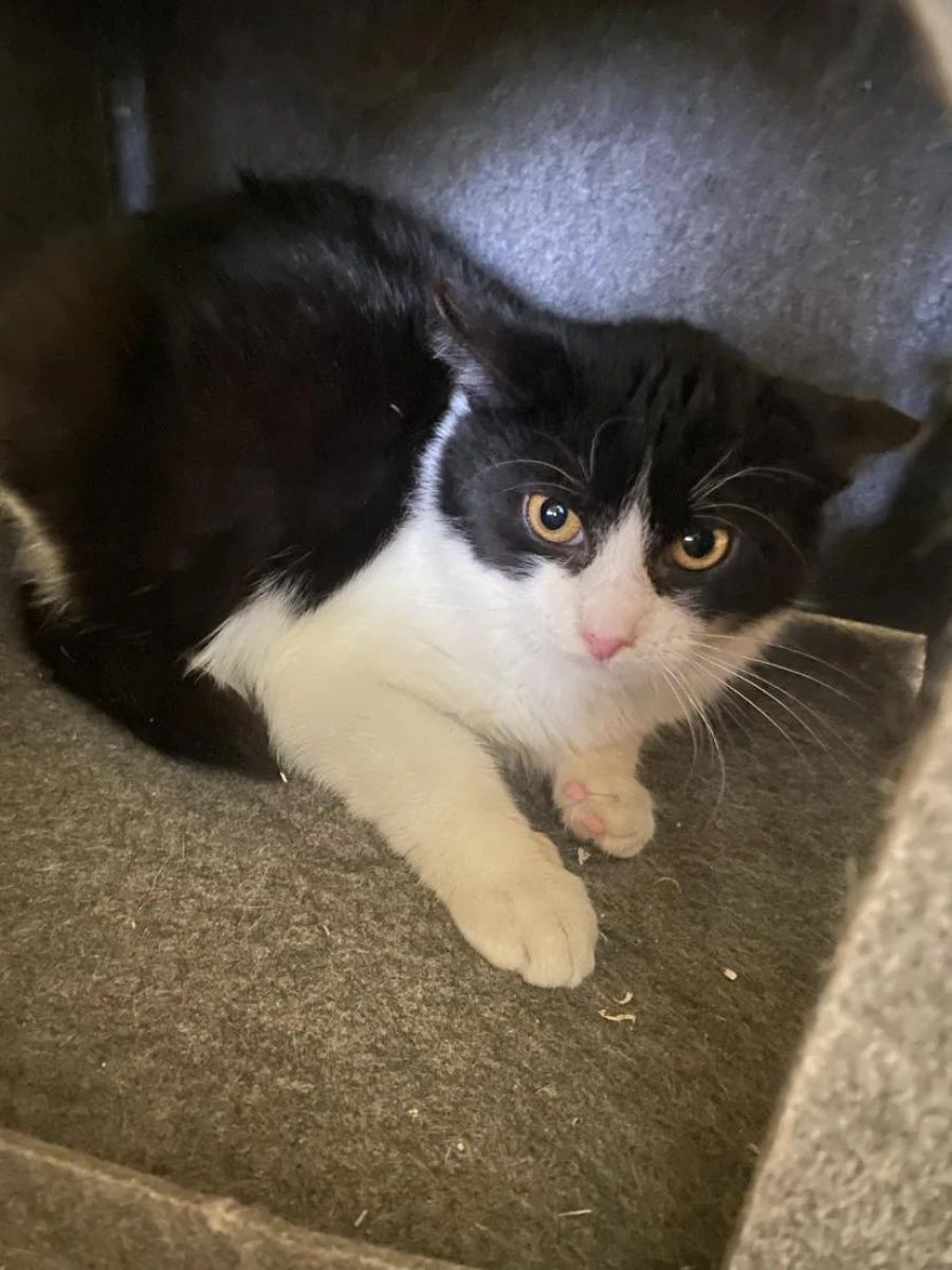 Młody kocurek Fugi do adopcji!