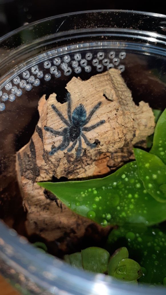 Caribena versicolor L2 + pojemnik+ karaczany