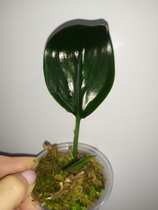 Ароидные (филодендрон, эпипремнумы)