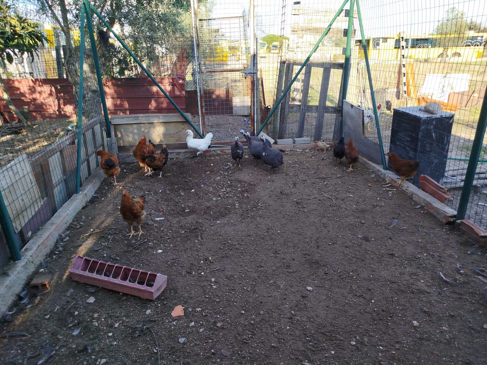 Ovos Galados de Fraca, Galinha e Pata Muda, Pintos e Frangos Diversos