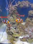 Błazenek Amphiprion ocellaris
