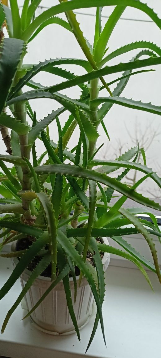 Aloes/ żyworódka roślina lecznicza