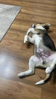 Szczeniaczek do adopcji