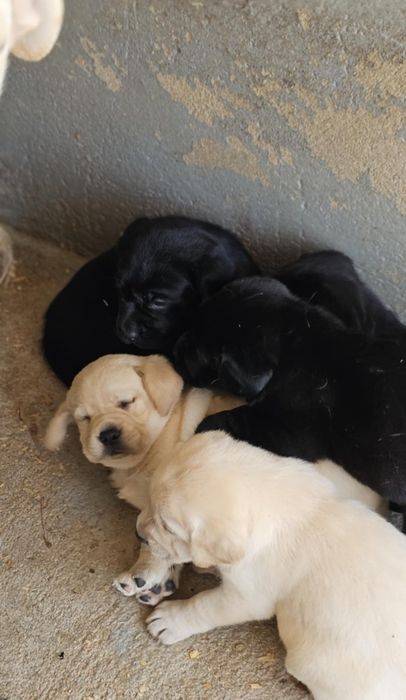 labrador retriever de alta qualidade