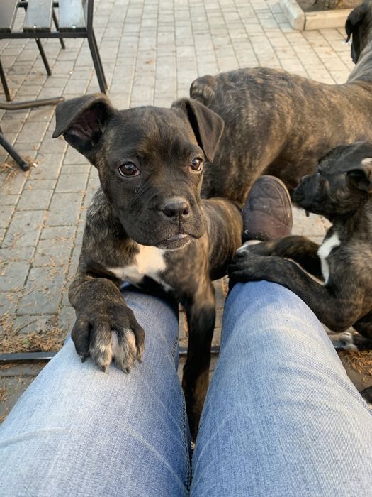 Щенята. КАНЕ КОРСО. Щеплені