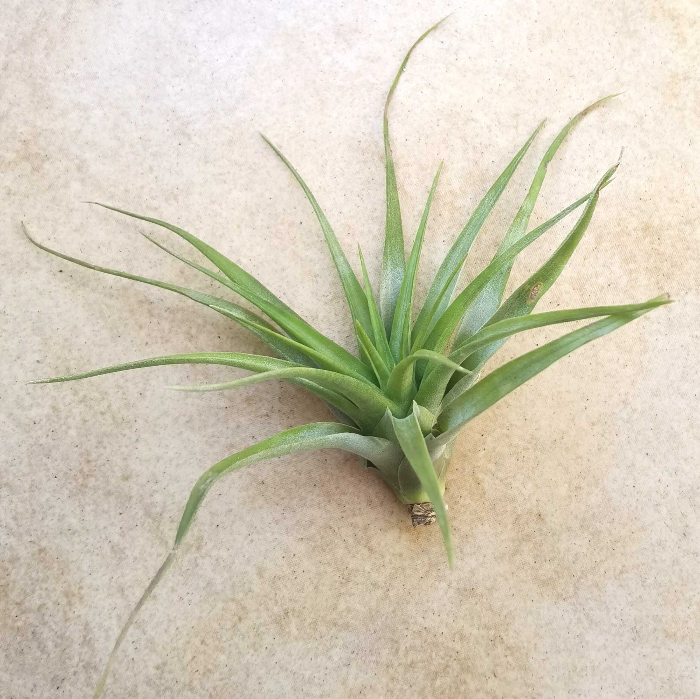 Tillandsia brachycaulos 13 cm