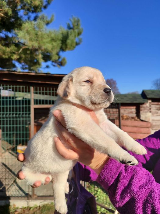Чистокровні лабрадори , народжені 12,10,25, вартість чотири тисячі .