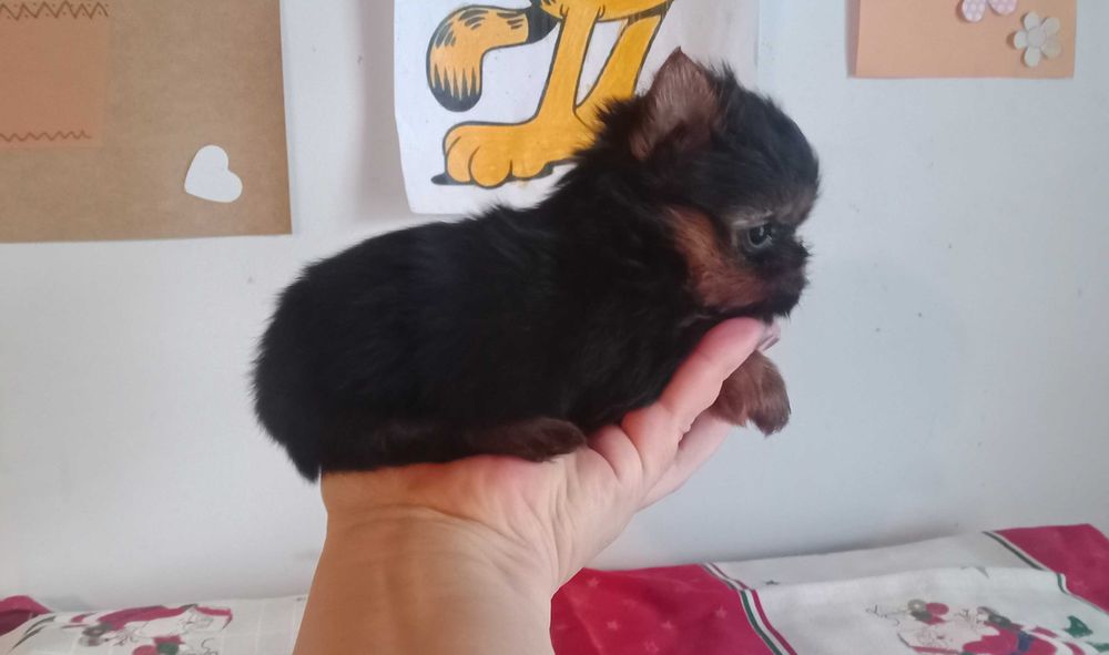 Yorkshire terrier fêmea mini