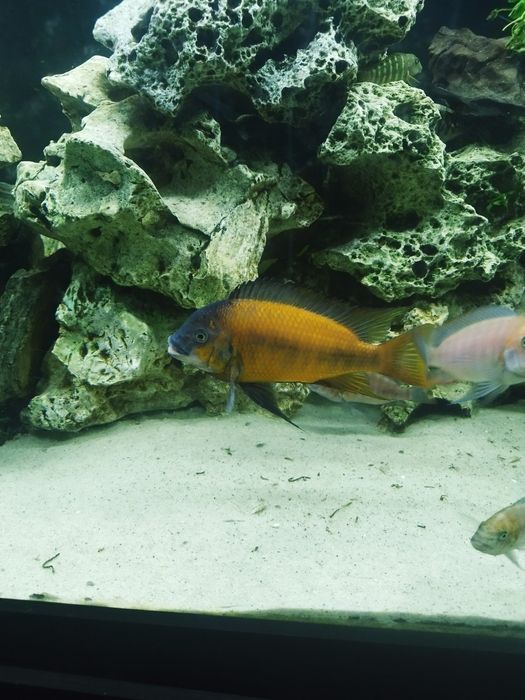Petrochromis Red Bull point tanganika