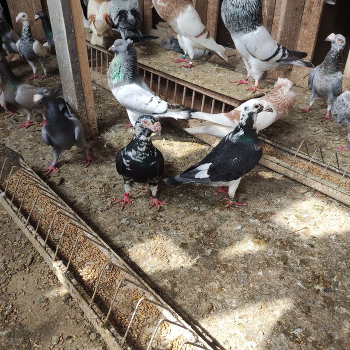 Gołębie staropolskie i rzeszowskie