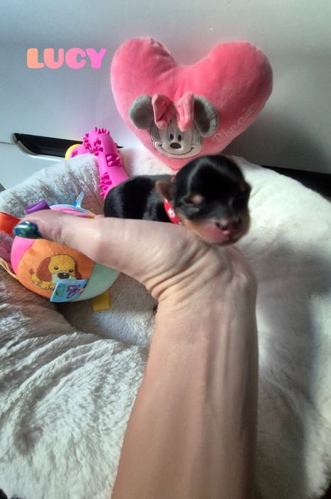 Suczka mini klasyczna Lucy