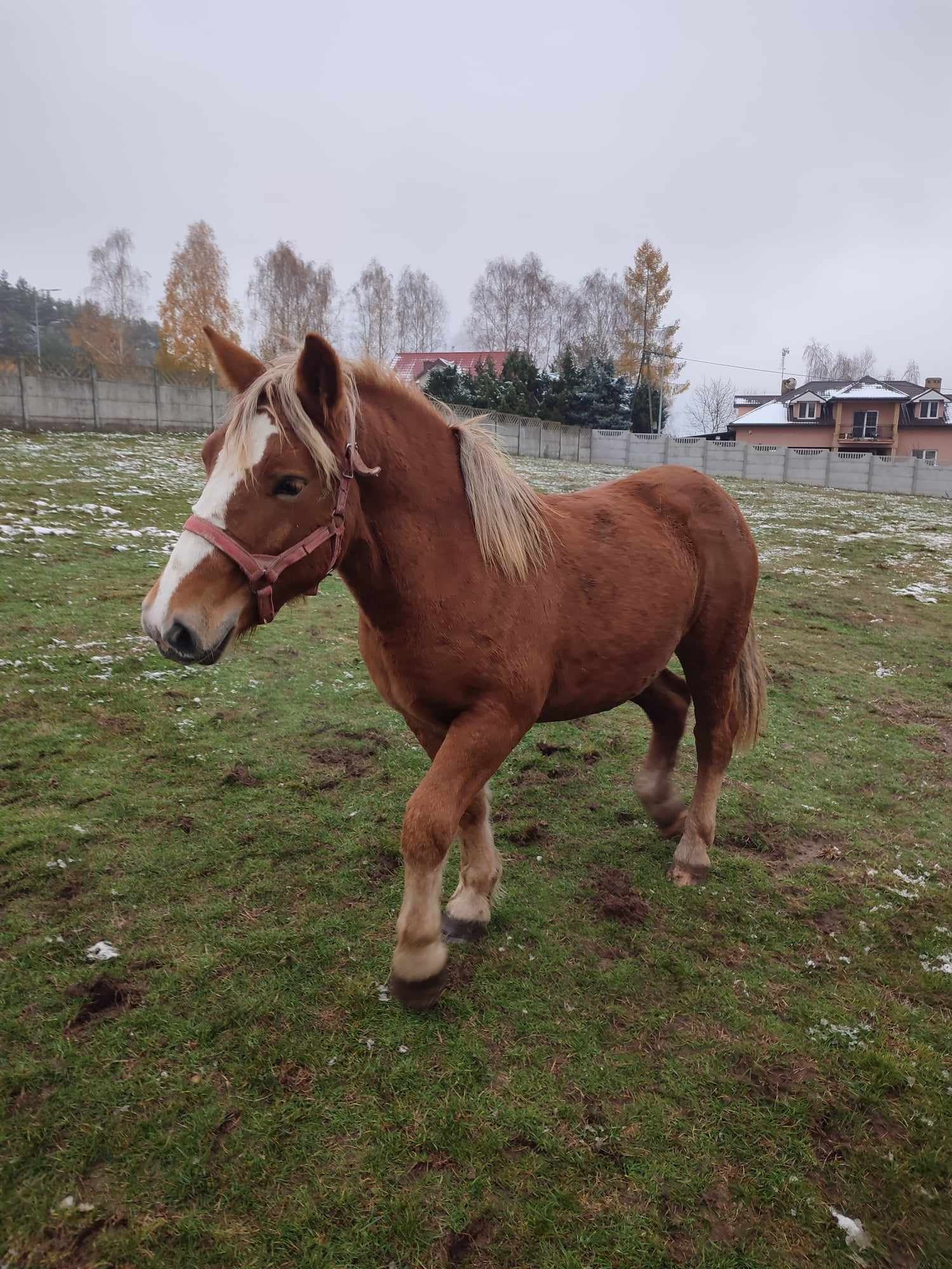 Sprzedam źrebaka klacz