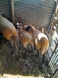 Vendo casal de borregos cruzados sulffoik