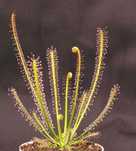 Nasiona rosiczki Drosera filiformis x20 rosiczka owadożerne