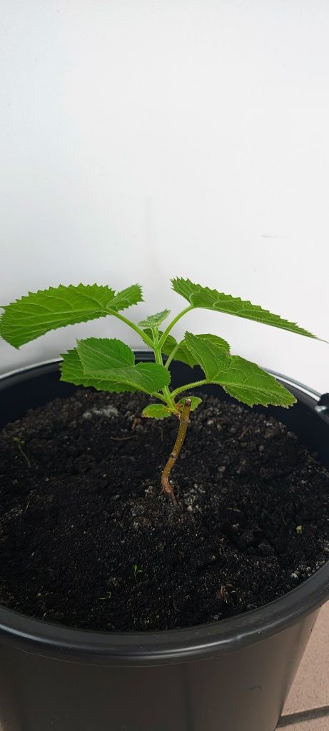 Sadzonka drzewko Paulownia Oxygen tree