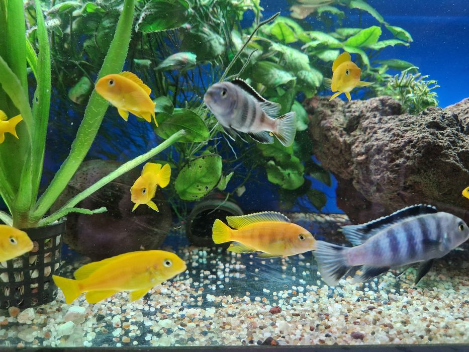 Pseudotropheus Saulosi Taiwan Reef 3-6cm pyszczak pyszczaki