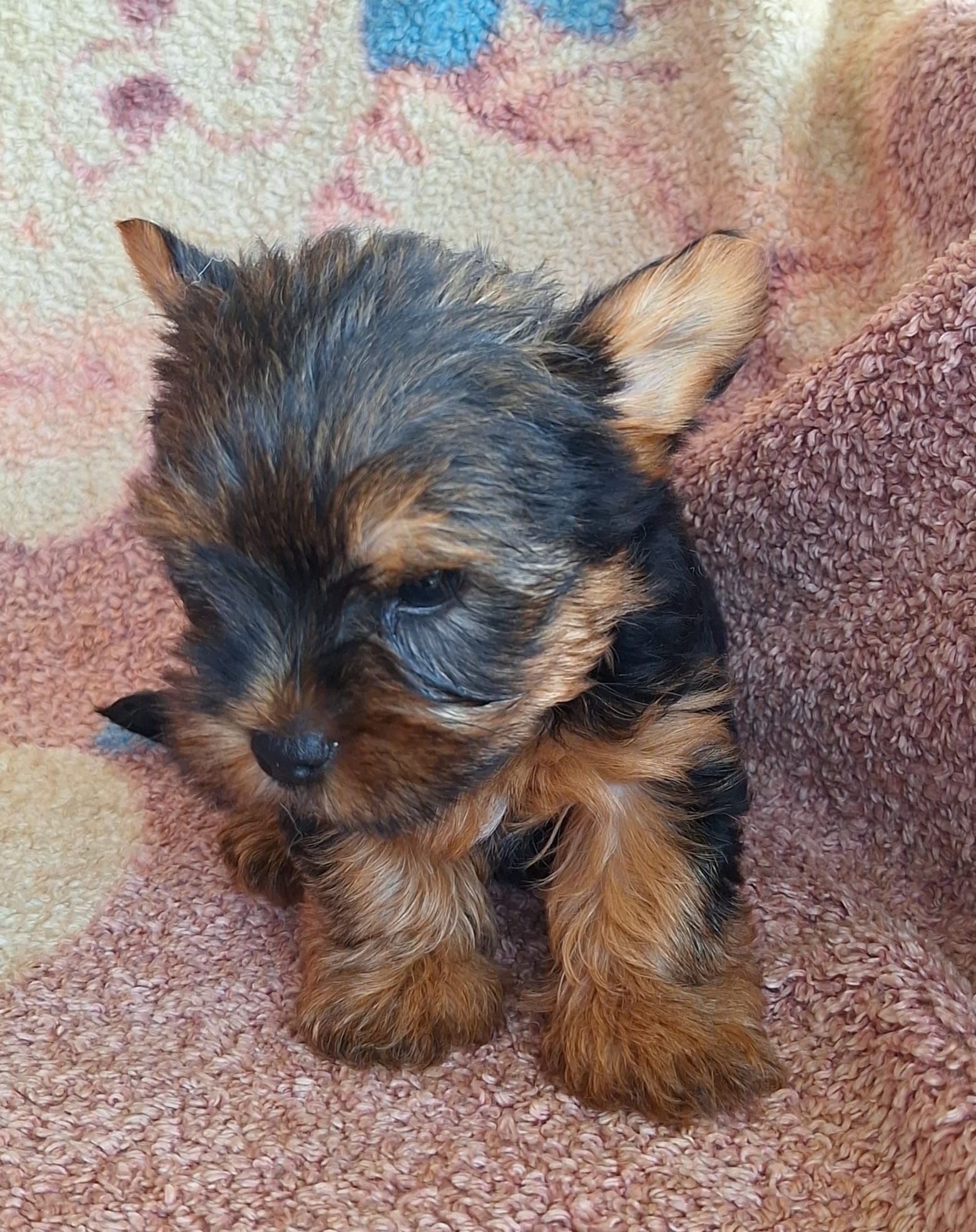 Yourkshire terrier  fêmea