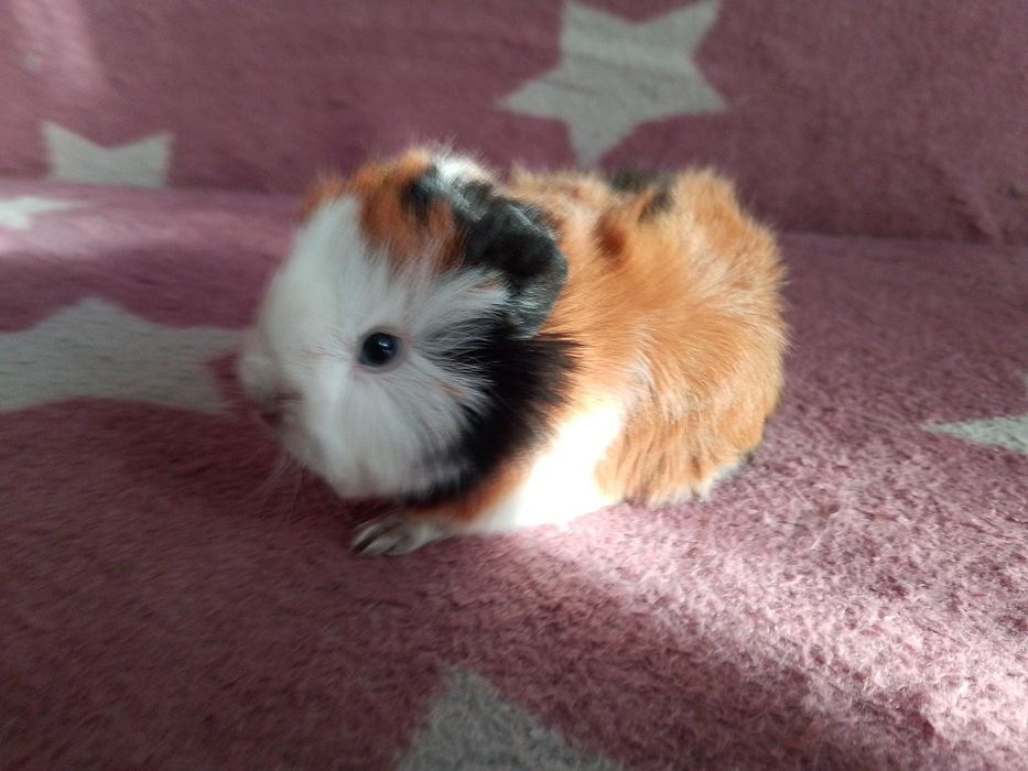 Świnka morska mix peruwianka ( samiec)