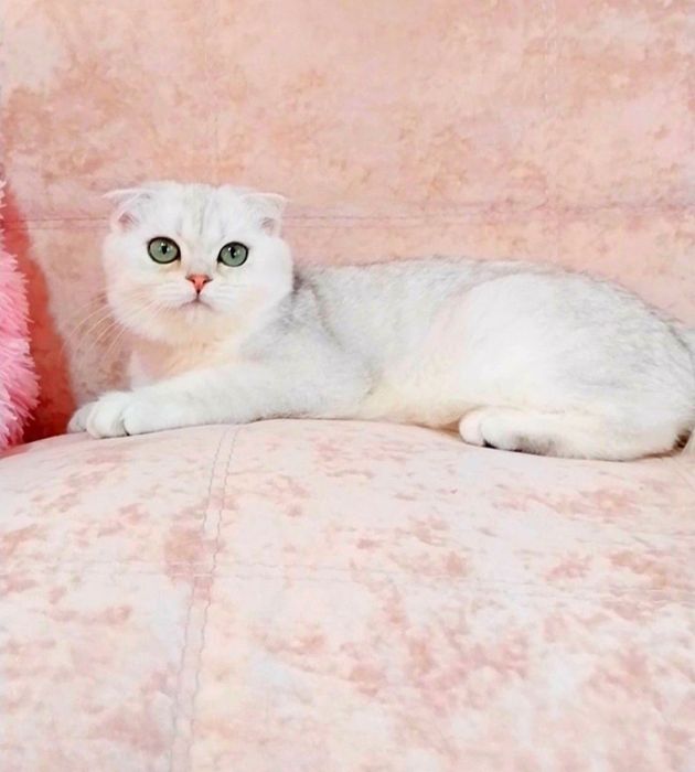 Золоті і срібні шиншили Чарівні шотландські кошенятка