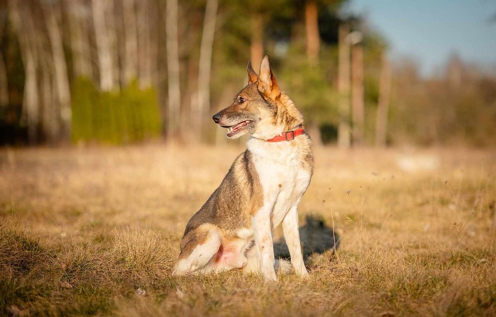 Oddam za darmo/ Śliczny Czesmir szuka domu na stałe (Adopcja)