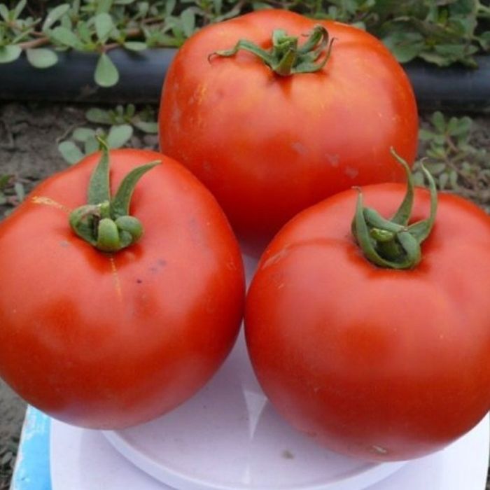 Насіння помідорів та перцю на вагу