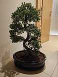 Vendo bonsai com vaso