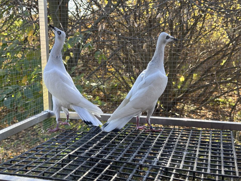 Srebrniaki wyloty 25r