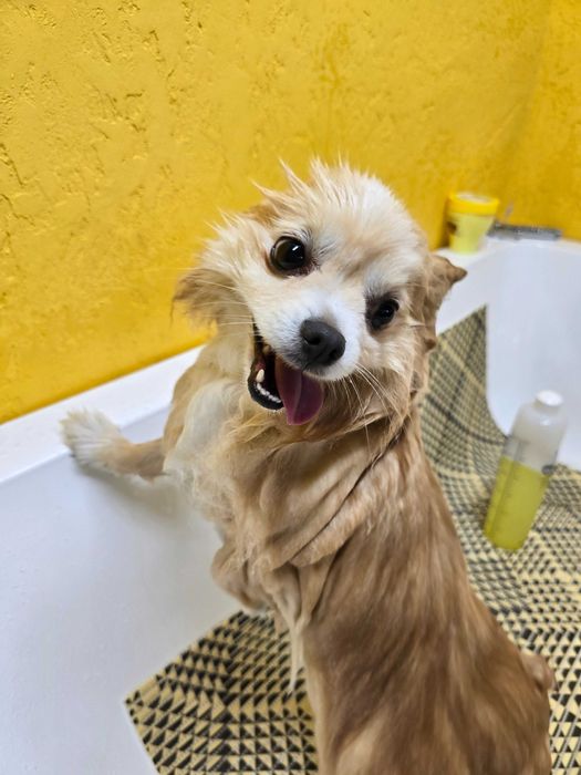 Грумінг Коростень (Коростенський район)