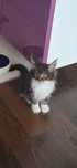 Kotka maine coon z rodowodem