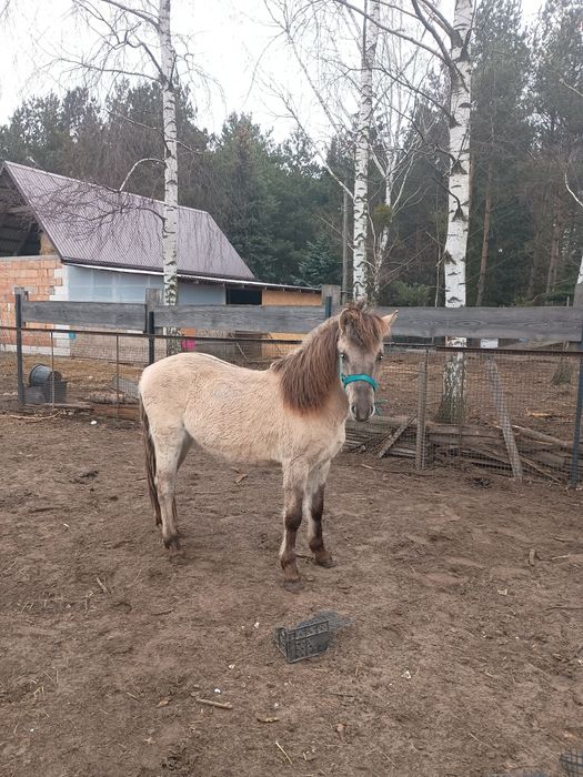 Konik polski Ogierek