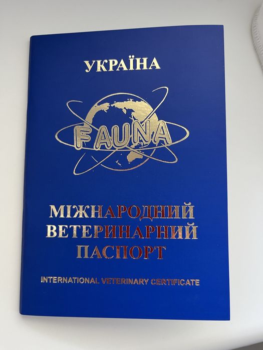 Вязка кот шотландский скотиш страйт