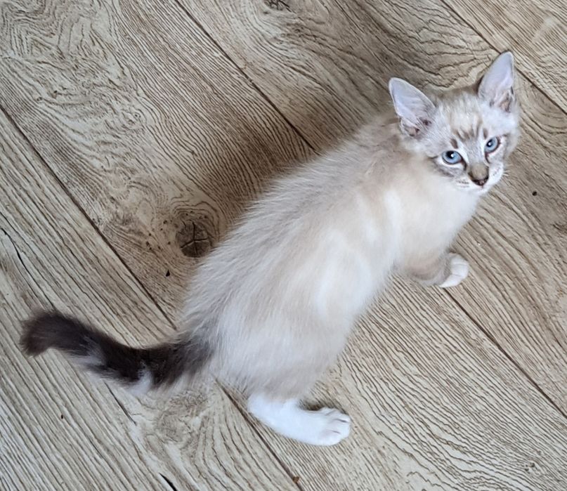 Kocurek rasy Ragdoll