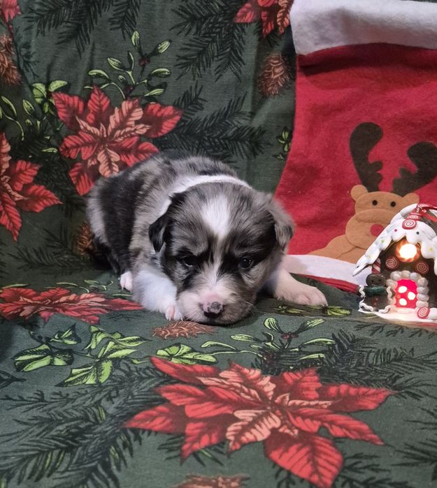 Border collie suczka blue merle