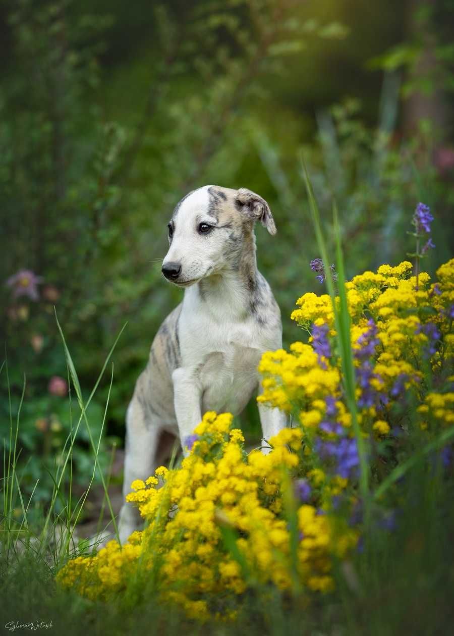 Whippet piekny chłopczyk