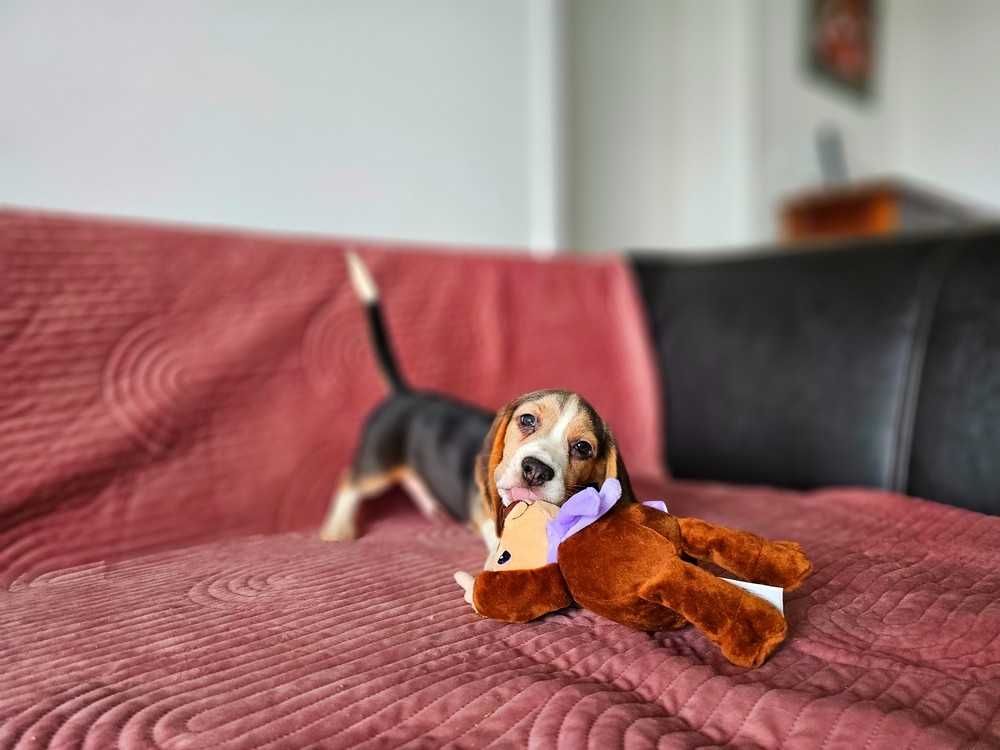 BEAGLE-cudny  szczeniak, ZKwP/FCI, starszy