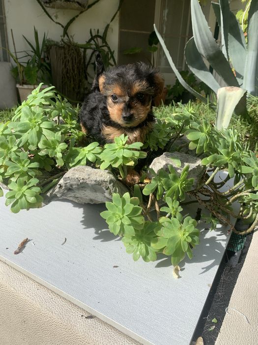 Yorkshire Terrier bebé