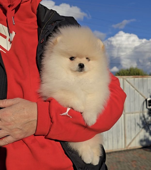 Фантастичні ведмедики.