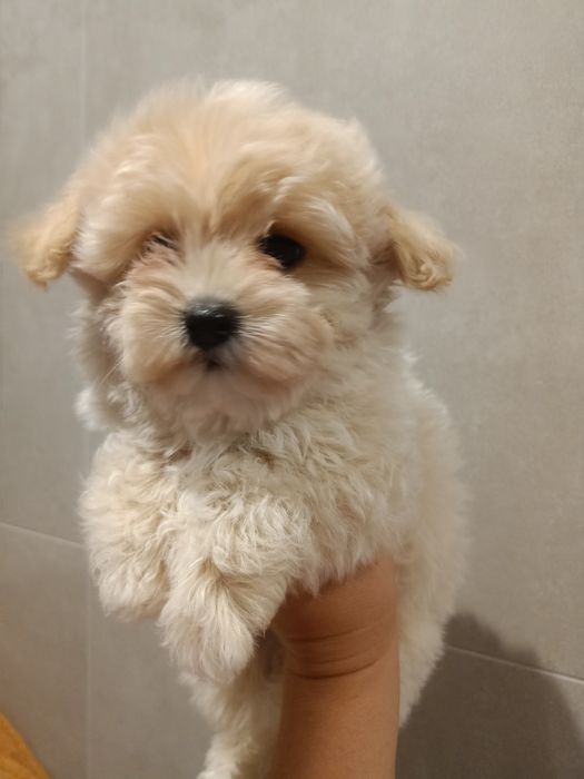 Maltipoo piesek miniaturka