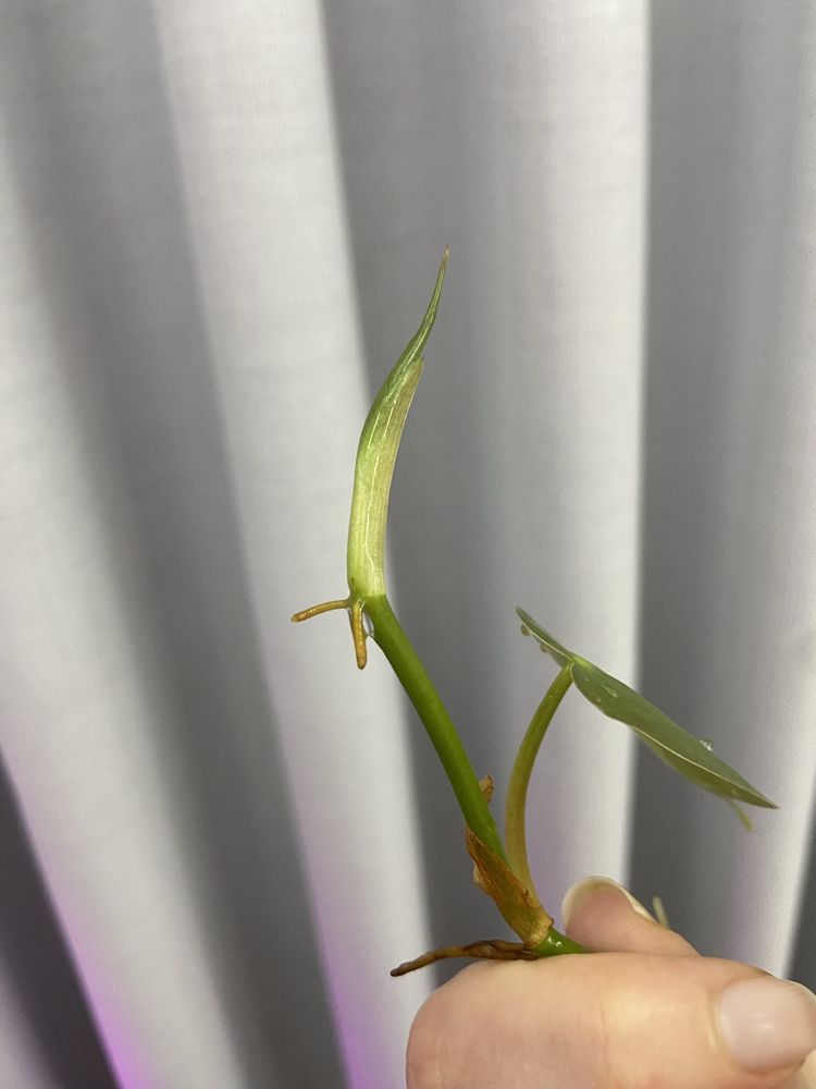 Corte 4 de Philodendron verde (hederaceum?)