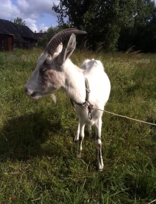 В продажі є дійна коза і 2 молоді кізочки