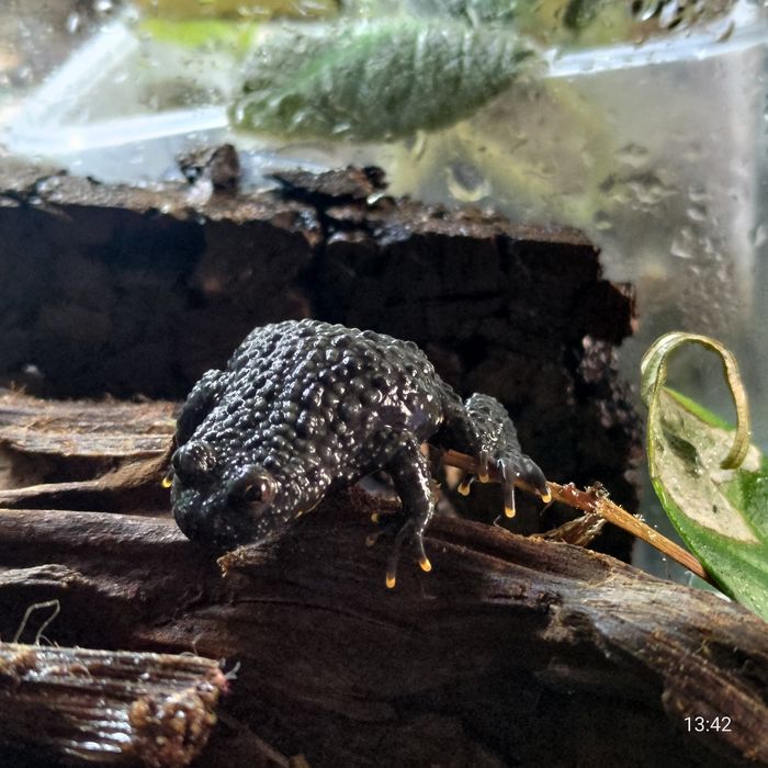 Bombina orientalis – kumak dalekowschodni