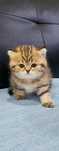 Gatinha Brittich shorthair