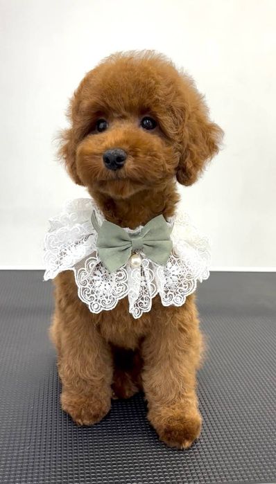 Пудель дівчинка red brown