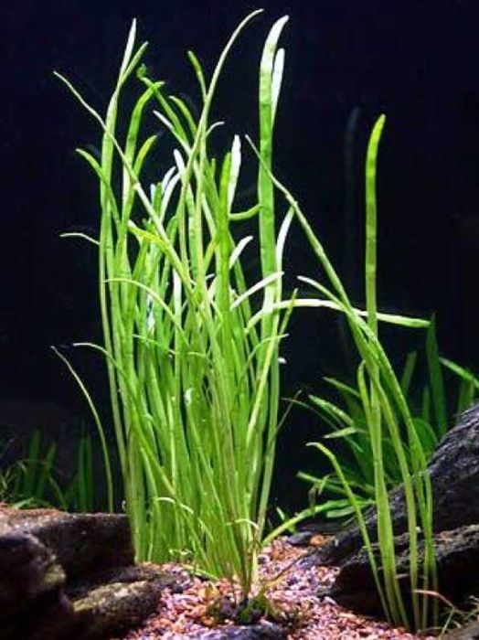 Лилеопсис Маклования. Акваріумні рослини