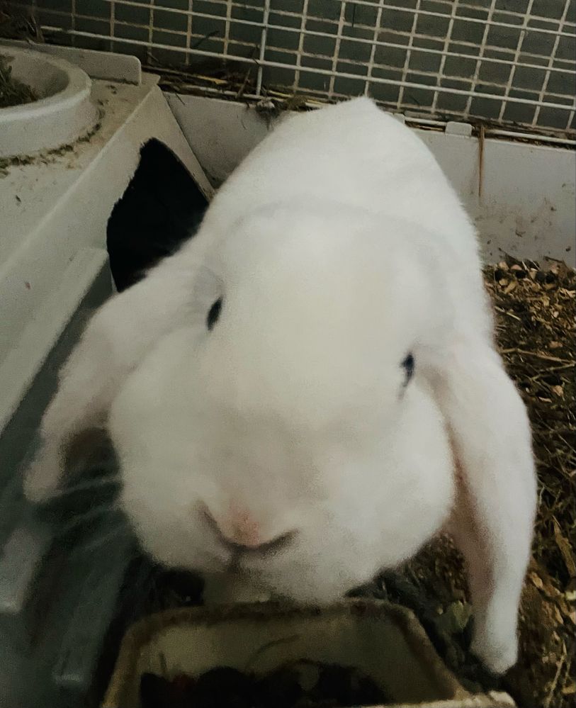 Coelho Anão Mini Lop Branco | Oferta