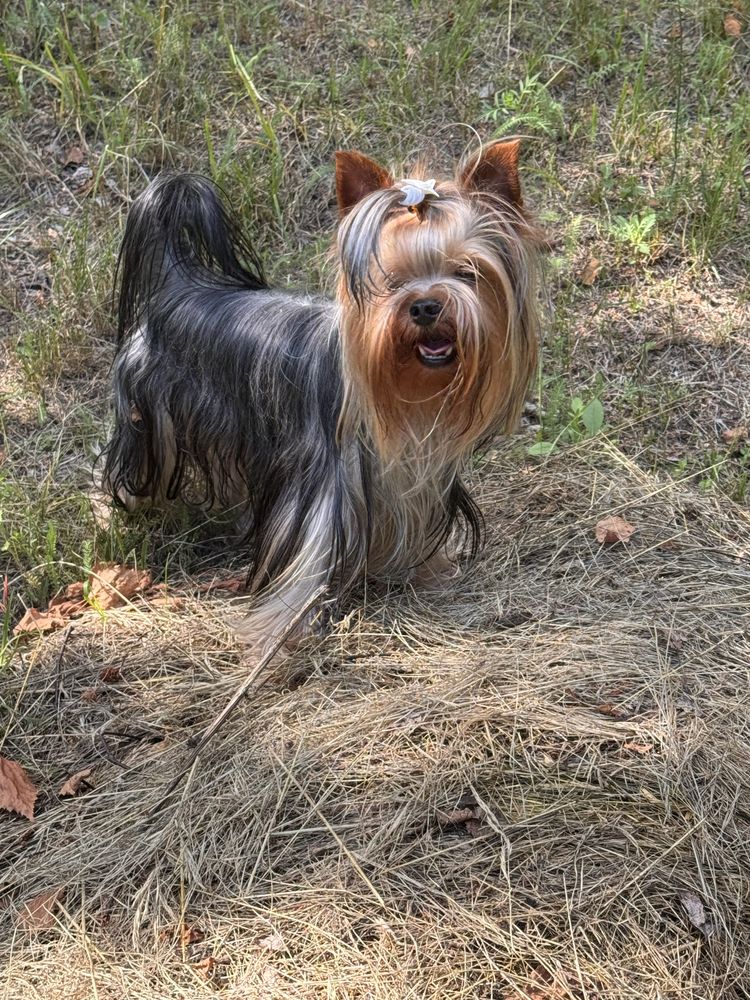 Suczka yorkshire terrier