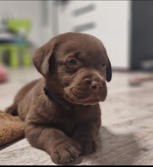 Labrador retriever szczeniaki z rodowodem