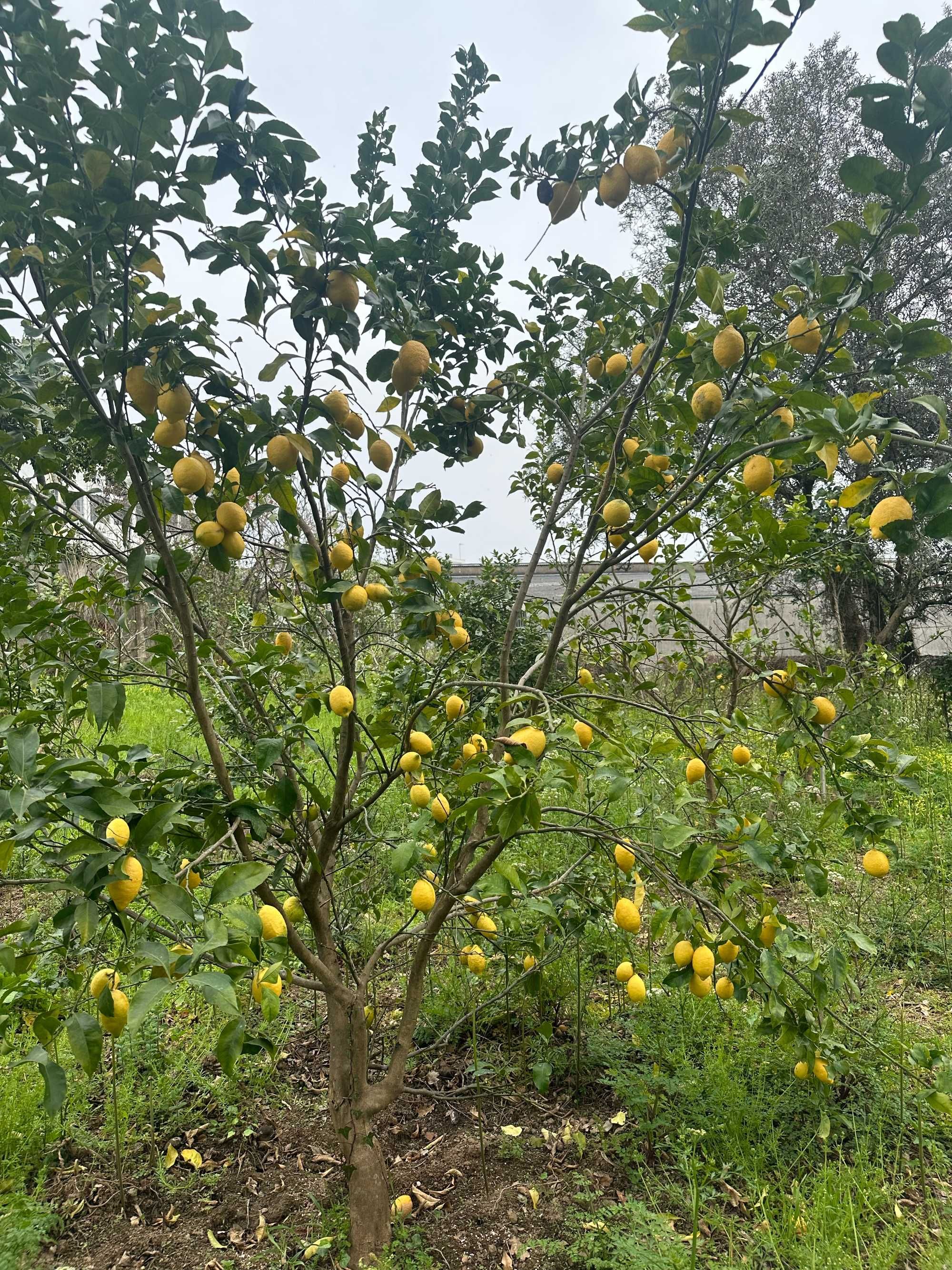 Limões Sicilianos